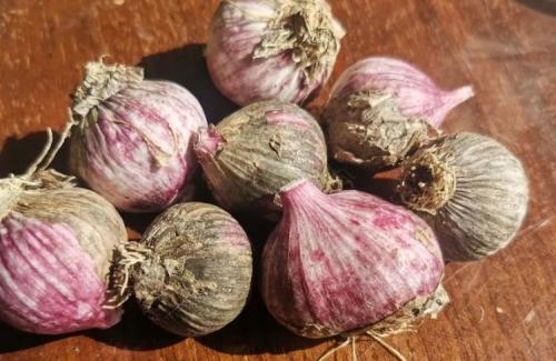 Оптимальные сроки посадки озимого чеснока и лука-севка для богатого урожая 04 Оптимальные сроки посадки озимого чеснока и лука-севка для богатого урожая 04