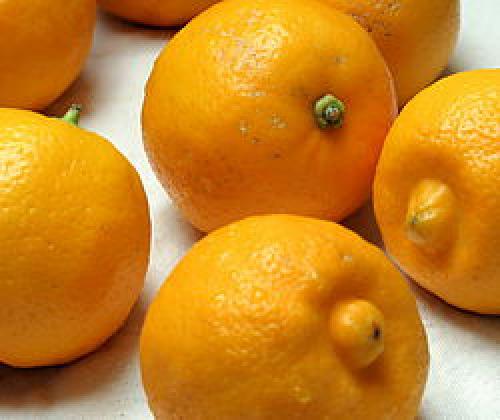 Бергамот цитрусовый аромат садовый. Описание бергамота 05 Бергамот цитрусовый аромат садовый. Описание бергамота 05