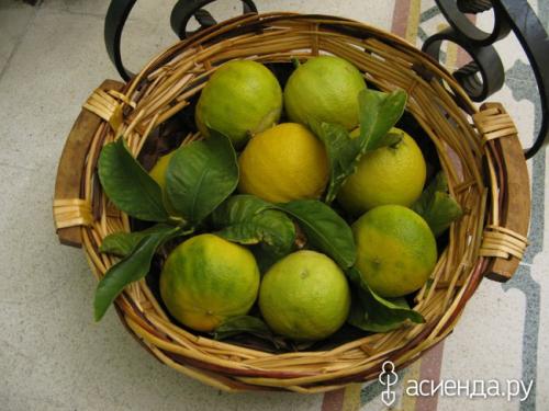 Садовый бергамот цитрусовый аромат выращивание. Бергамот: неприхотливый экзот в комнатных условиях