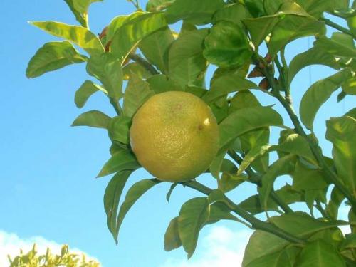 Бергамот садовый польза. Польза и вред бергамота: показания и противопоказания к применению в рационе питания (110 фото)