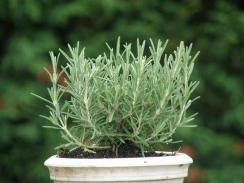 Как сушить розмарин. Как сохранить розмарин в свежем и в сухом виде