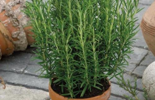 Как сушить розмарин. Как сохранить розмарин в свежем и в сухом виде