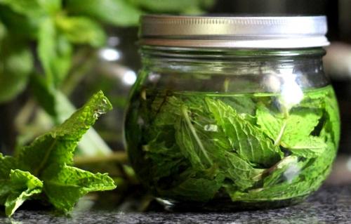 Как сушить мяту. Как правильно собирать и сушить мяту для чая в домашних условиях