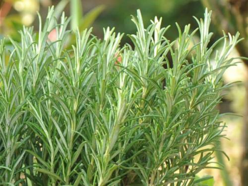 Как сушить розмарин. Как сохранить розмарин в свежем и в сухом виде