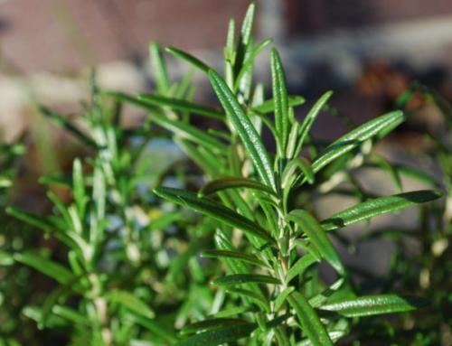 Как сушить розмарин. Как сохранить розмарин в свежем и в сухом виде