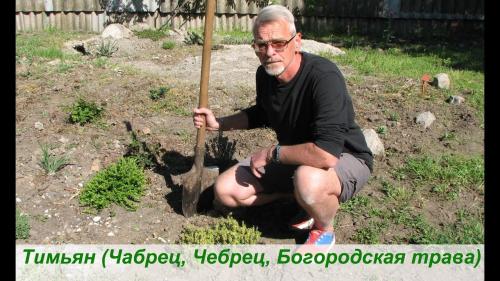 Выращивание тимьяна на участке. Выращивание тимьяна в открытом грунте 01 Выращивание тимьяна на участке. Выращивание тимьяна в открытом грунте 01