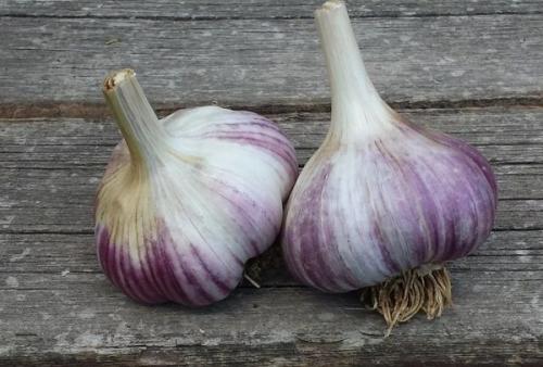 Как климат вашего региона может повлиять на успех посадки чеснока в ноябре 2025. Особенности климата и районированные сорта