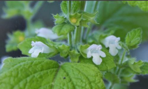 Надо ли обрезать в зиму мяту. Обрезка растений мяты — когда и как обрезать мяту 2020 — Mas to doc 01