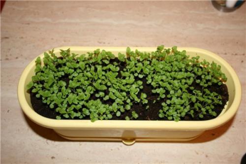 Надо ли обрезать в зиму мяту. Обрезка растений мяты — когда и как обрезать мяту 2020 — Mas to doc 03