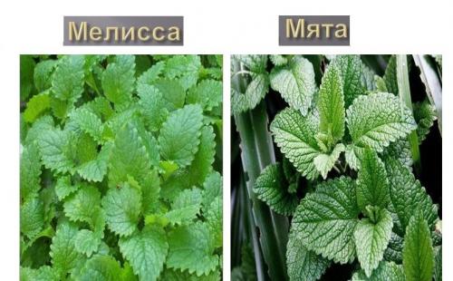 Надо ли обрезать в зиму мяту. Обрезка растений мяты — когда и как обрезать мяту 2020 — Mas to doc 02