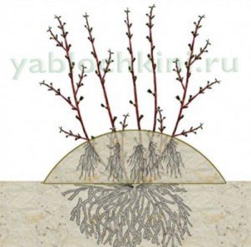 Как зимует мелисса. Посадка мелиссы 03