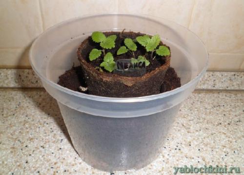 Как зимует мелисса. Посадка мелиссы 11 Как зимует мелисса. Посадка мелиссы 11