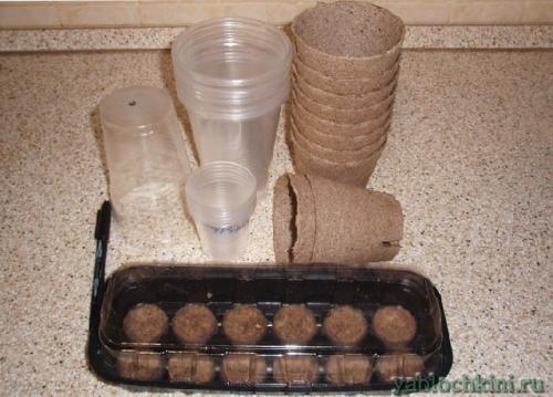 Как зимует мелисса. Посадка мелиссы 08 Как зимует мелисса. Посадка мелиссы 08