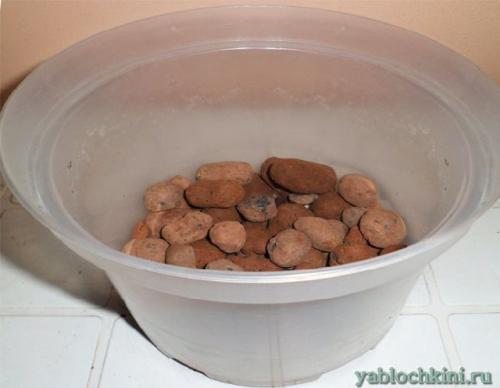 Как зимует мелисса. Посадка мелиссы 07 Как зимует мелисса. Посадка мелиссы 07