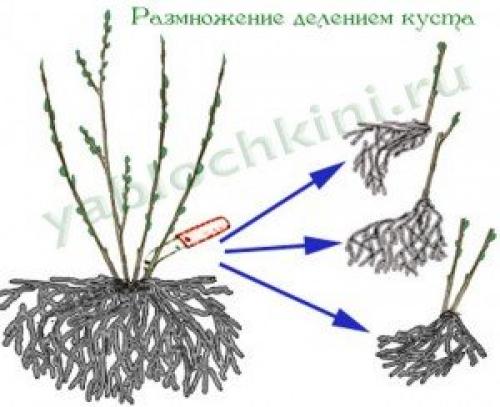Как зимует мелисса. Посадка мелиссы 02 Как зимует мелисса. Посадка мелиссы 02
