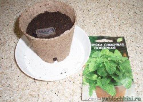 Как зимует мелисса. Посадка мелиссы 05 Как зимует мелисса. Посадка мелиссы 05