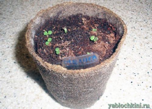 Как зимует мелисса. Посадка мелиссы 09 Как зимует мелисса. Посадка мелиссы 09