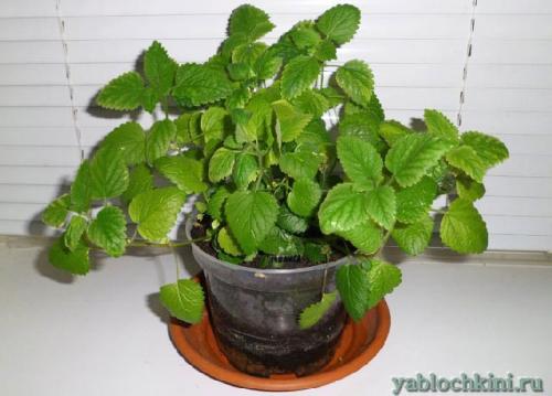 Как зимует мелисса. Посадка мелиссы 01 Как зимует мелисса. Посадка мелиссы 01