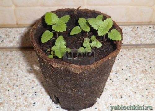 Как зимует мелисса. Посадка мелиссы 10 Как зимует мелисса. Посадка мелиссы 10
