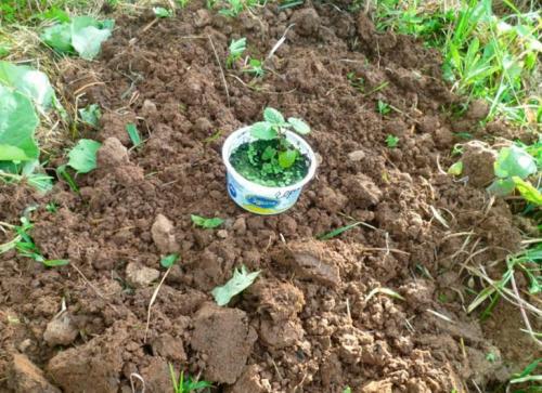 Как зимует мелисса. Посадка мелиссы 15 Как зимует мелисса. Посадка мелиссы 15