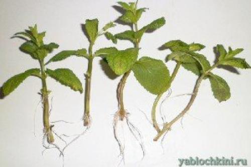 Как зимует мелисса. Посадка мелиссы 04 Как зимует мелисса. Посадка мелиссы 04