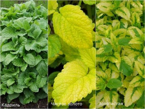 Как зимует мелисса. Посадка мелиссы 14 Как зимует мелисса. Посадка мелиссы 14