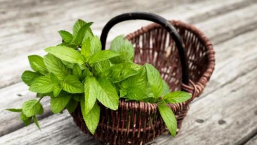 Как сушить мяту. Как правильно собирать и сушить мяту для чая в домашних условиях