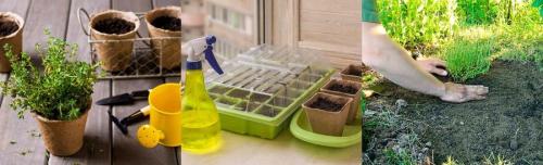 Выращивание тимьяна в домашних условиях. Выращивание тимьяна 02