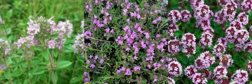 Выращивание тимьяна в домашних условиях. Выращивание тимьяна 01