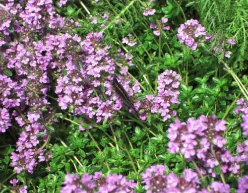 Тимьян, как вырастить. Тимьян ползучий (чабрец)