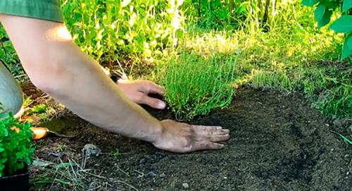 Как выращивать тимьян в открытый грунт. Посадка в открытый грунт