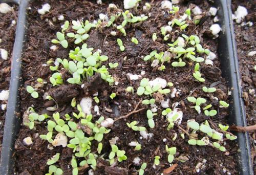 Как выращивать тимьян в открытый грунт. Посадка в открытый грунт