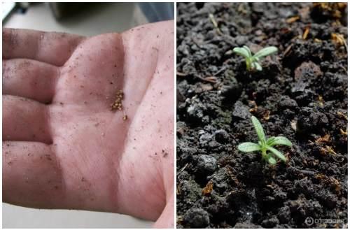 Розмарин обрезка на зиму. Как выращивать розмарин в домашних условиях зимой