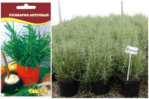 Розмарин обрезка на зиму. Как выращивать розмарин в домашних условиях зимой