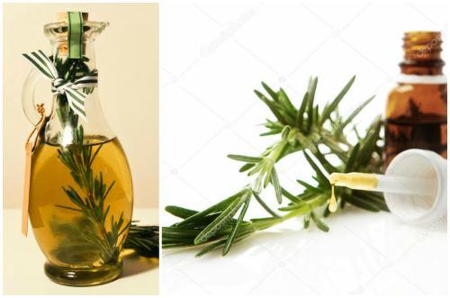 Розмарин обрезка на зиму. Как выращивать розмарин в домашних условиях зимой