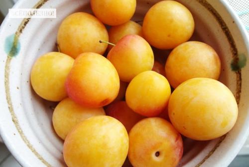 Какие полезные свойства желтой сливы делают ее полезной для здоровья. Чем полезна слива для организма человека?