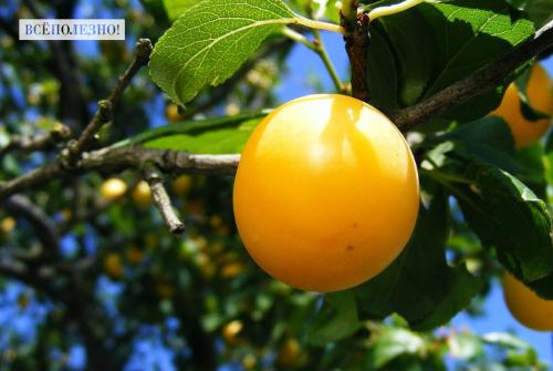 Какие полезные свойства желтой сливы делают ее полезной для здоровья. Чем полезна слива для организма человека?