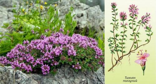 Чабрец где растет когда собирать. Как выглядит, и где растет полукустарник