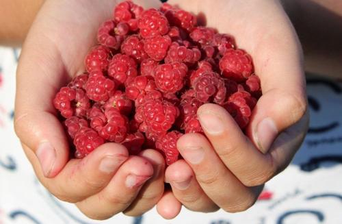 Легко и вкусно: как приготовить варенье из белой сливы с медовым оттенком 15 Легко и вкусно: как приготовить варенье из белой сливы с медовым оттенком 15