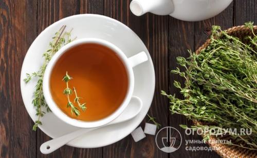 Чабрец сбор и сушка. Оптимальные сроки сбора