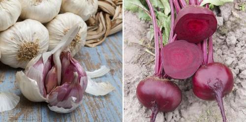 Как влияет соседство с другими растениями на рост чеснока. Польза