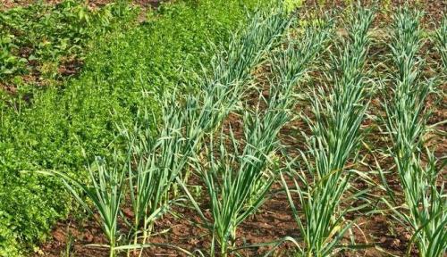 Как влияет соседство с другими растениями на рост чеснока. Польза