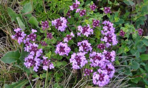 Как выращивать чабрец на даче. Чабрец: посадка и уход