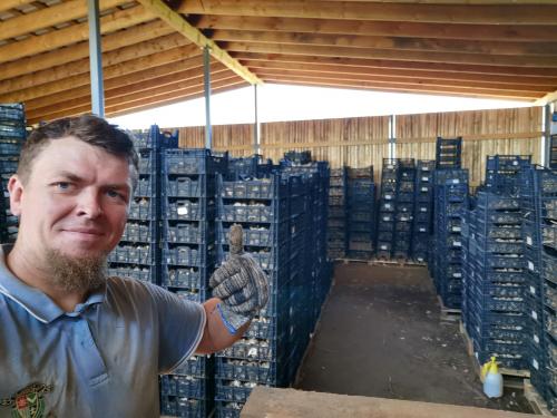 Как получить 50 килограмм чеснока с 10 кв.метров. Бизнес на чесноке с нуля