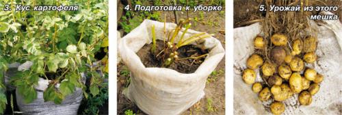 Выращивание батата в средней полосе. Где и как можно выращивать батат? 06 Выращивание батата в средней полосе. Где и как можно выращивать батат? 06