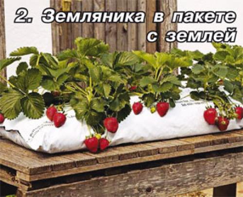 Выращивание батата в средней полосе. Где и как можно выращивать батат? 05 Выращивание батата в средней полосе. Где и как можно выращивать батат? 05