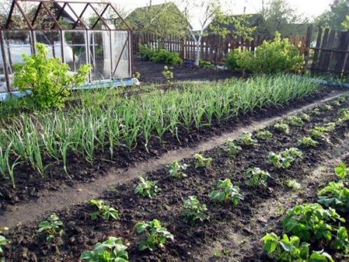 Как правильно посадить яровой чеснок весной: советы и рекомендации 01