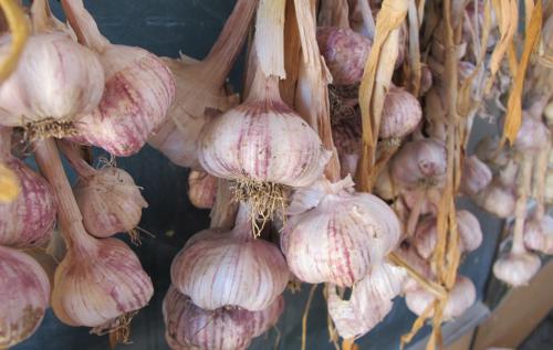 Оптимальные сроки посадки чеснока в 2025 году для богатого урожая 11 Оптимальные сроки посадки чеснока в 2025 году для богатого урожая 11