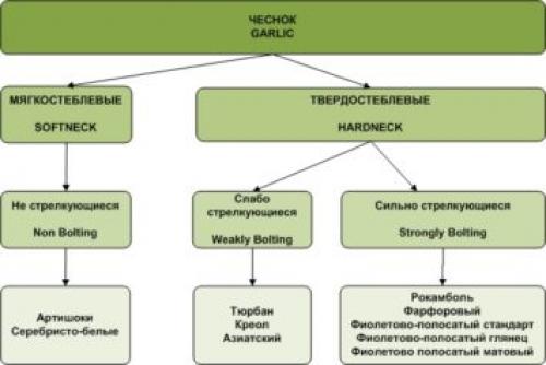 Как вырастить чеснок в промышленных масштабах. Популярные сорта