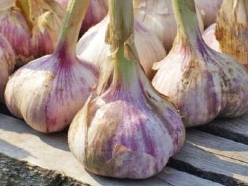 Как вырастить хороший урожай чеснока. Что делать, чтобы чеснок был крупным? 01 Как вырастить хороший урожай чеснока. Что делать, чтобы чеснок был крупным? 01